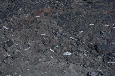 fossiles ancetres encornets parc los glacières argentine